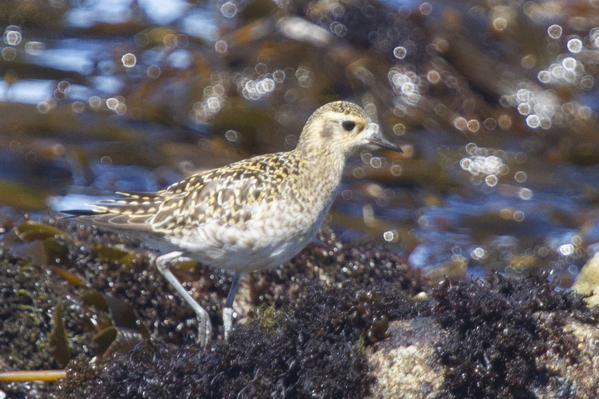 Chorlito Dorado Siberiano - ML620878579