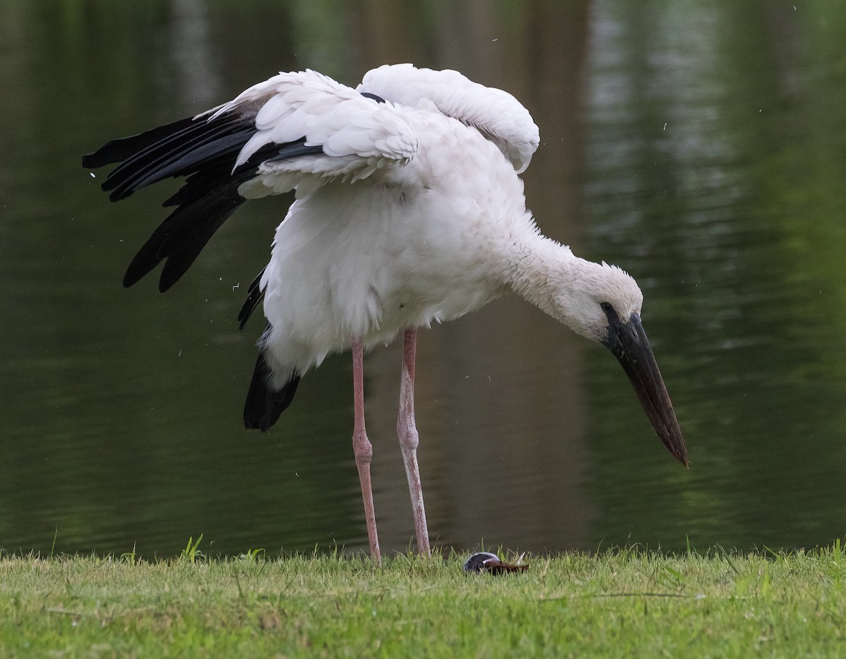 Asian Openbill - ML620878586