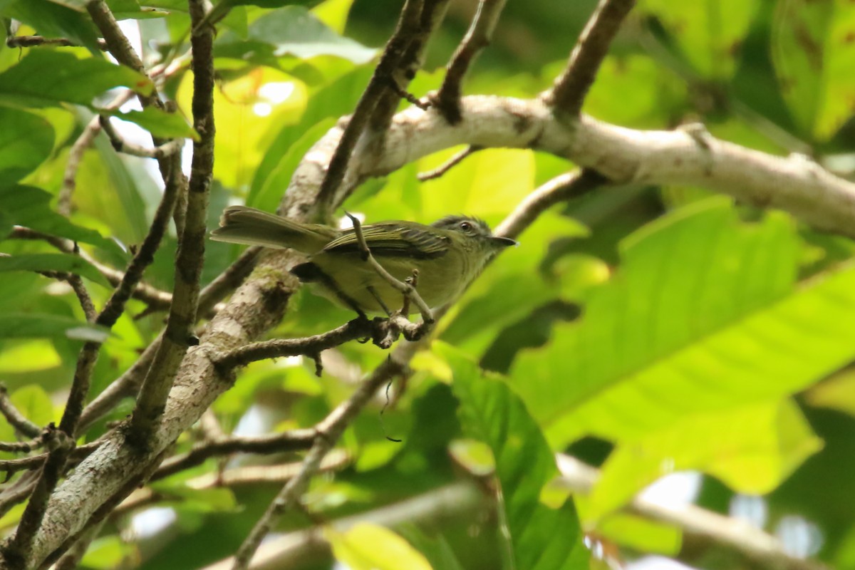 Slender-footed Tyrannulet - ML620878587