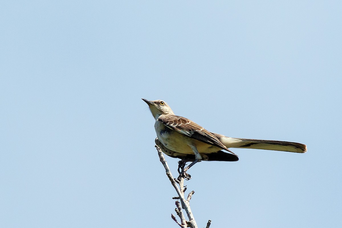 Northern Mockingbird - ML620878588