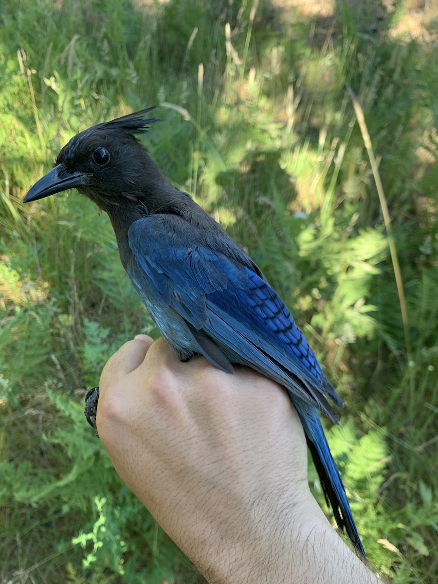 Steller's Jay - ML620878590