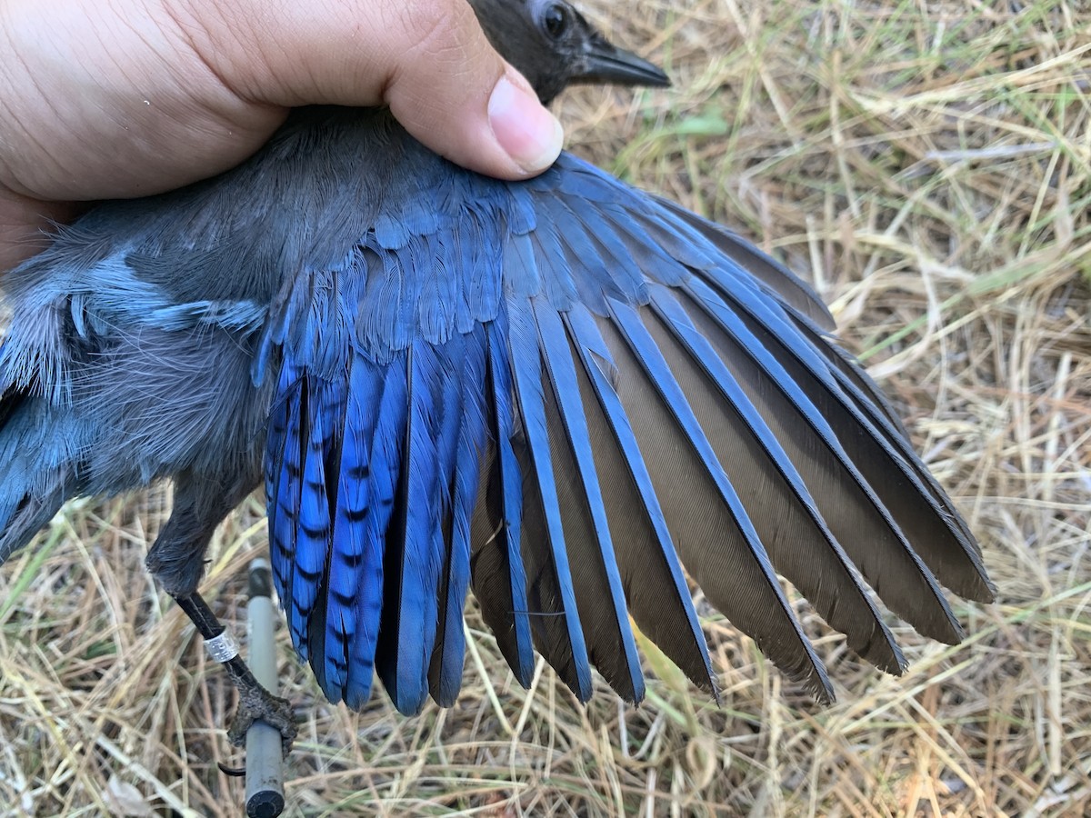 Steller's Jay - ML620878592