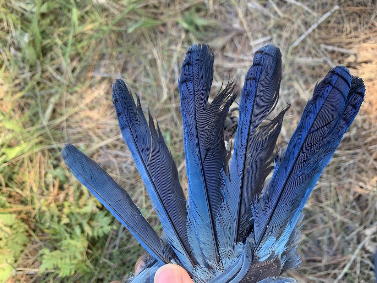 Steller's Jay - ML620878593