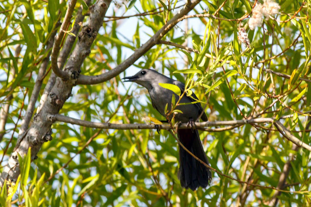 Gray Catbird - ML620878596