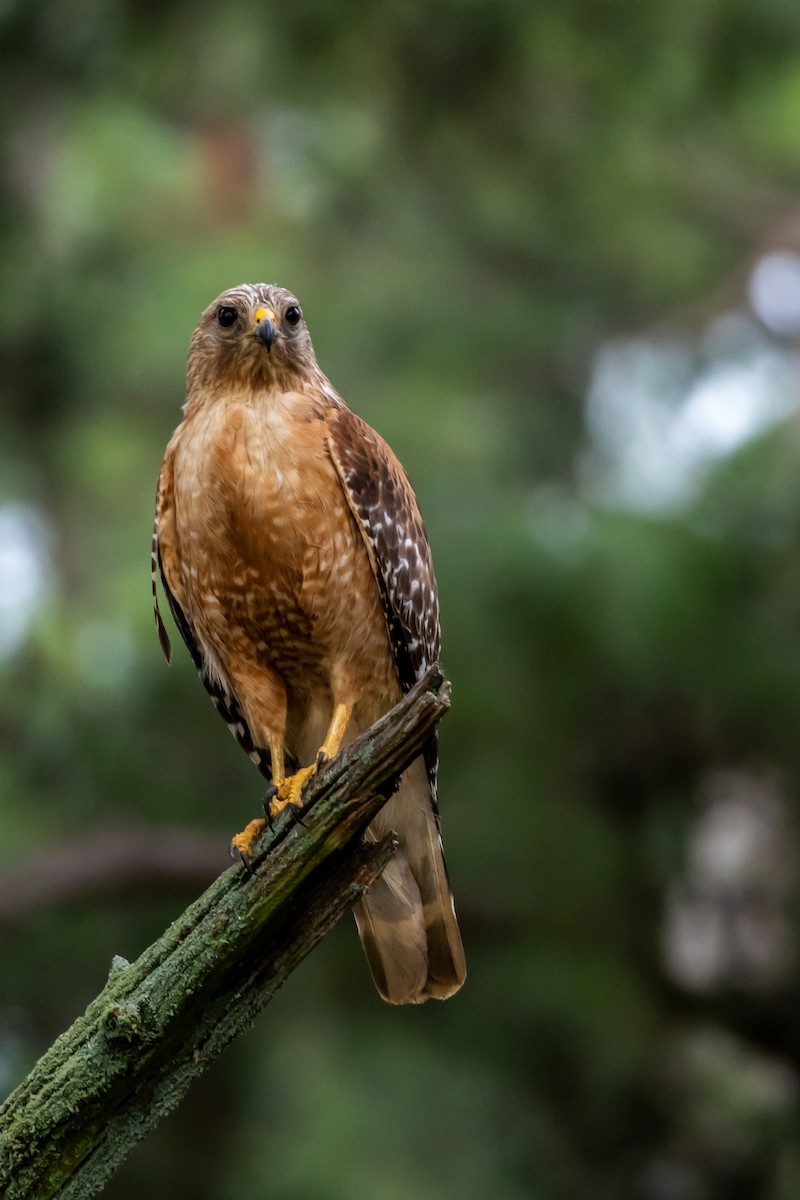 Red-shouldered Hawk - ML620878599