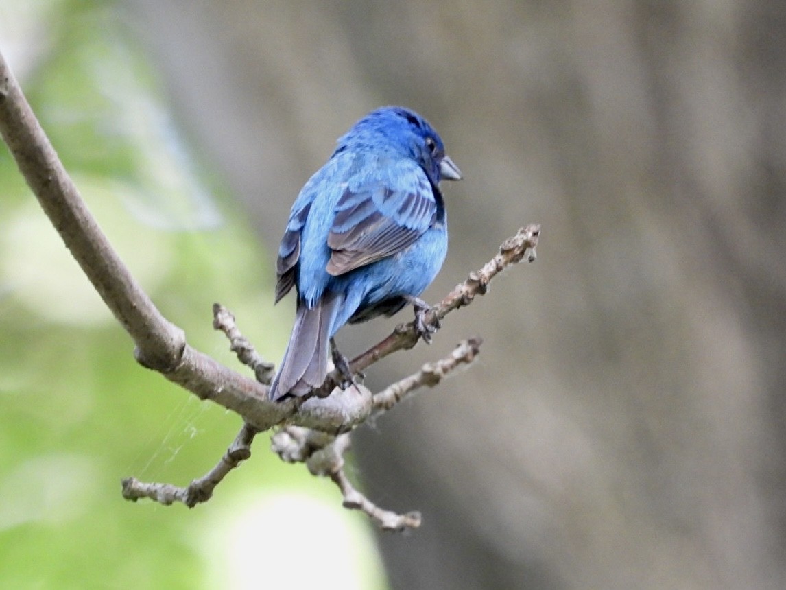 Indigo Bunting - Rosanne Petrich