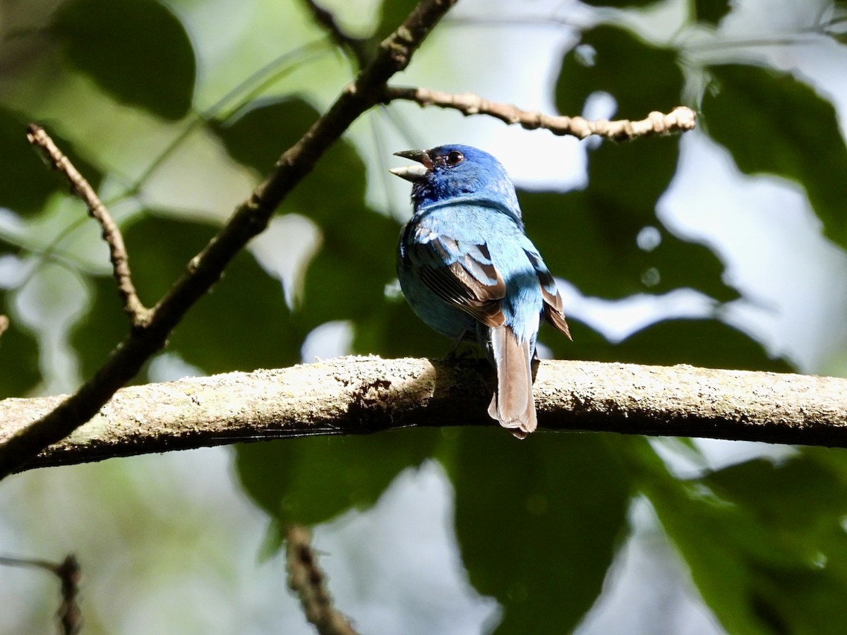 Indigo Bunting - ML620878611