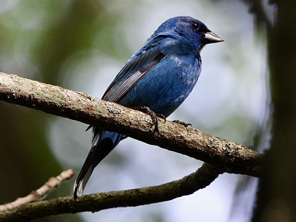 Indigo Bunting - ML620878612