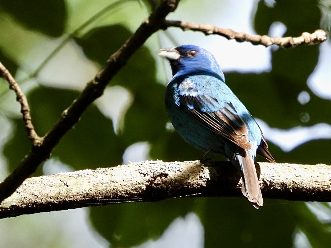 Indigo Bunting - ML620878617