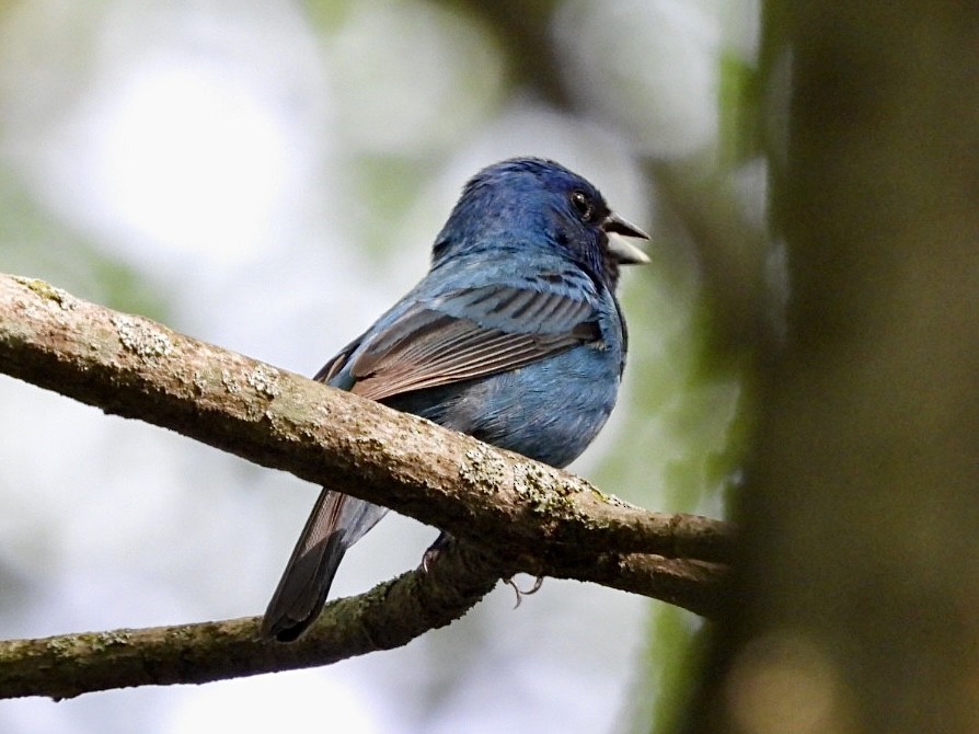 Indigo Bunting - ML620878618