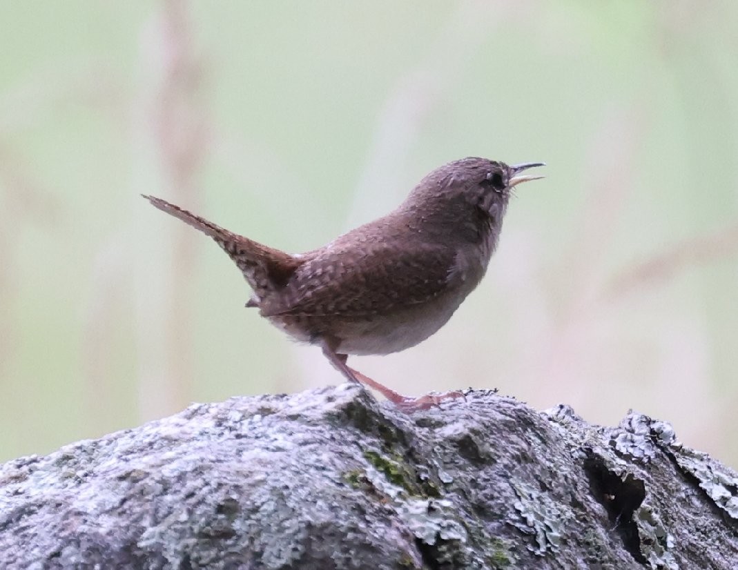 House Wren (Northern) - ML620878619