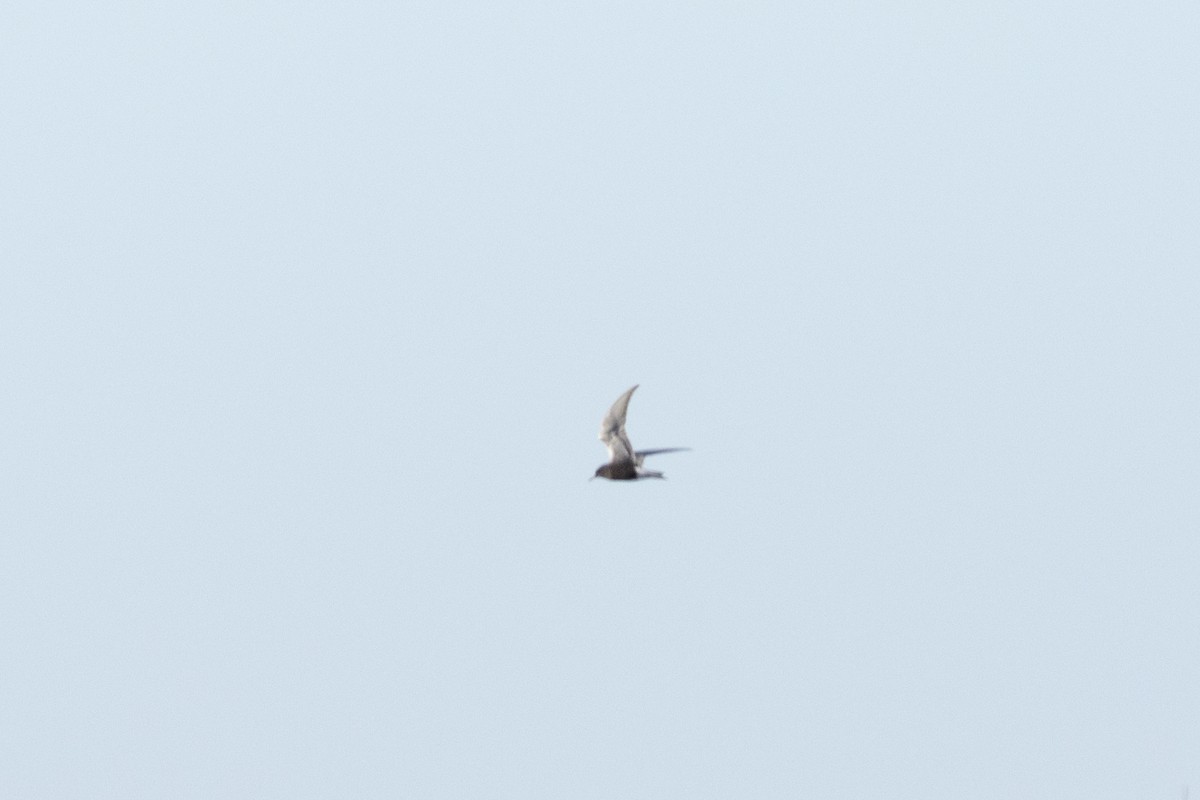 Black Tern - Kalpesh Krishna