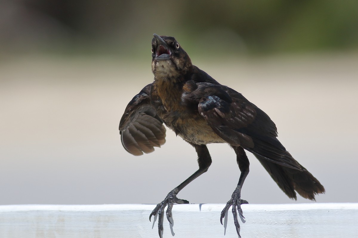 Boat-tailed Grackle - ML620878622
