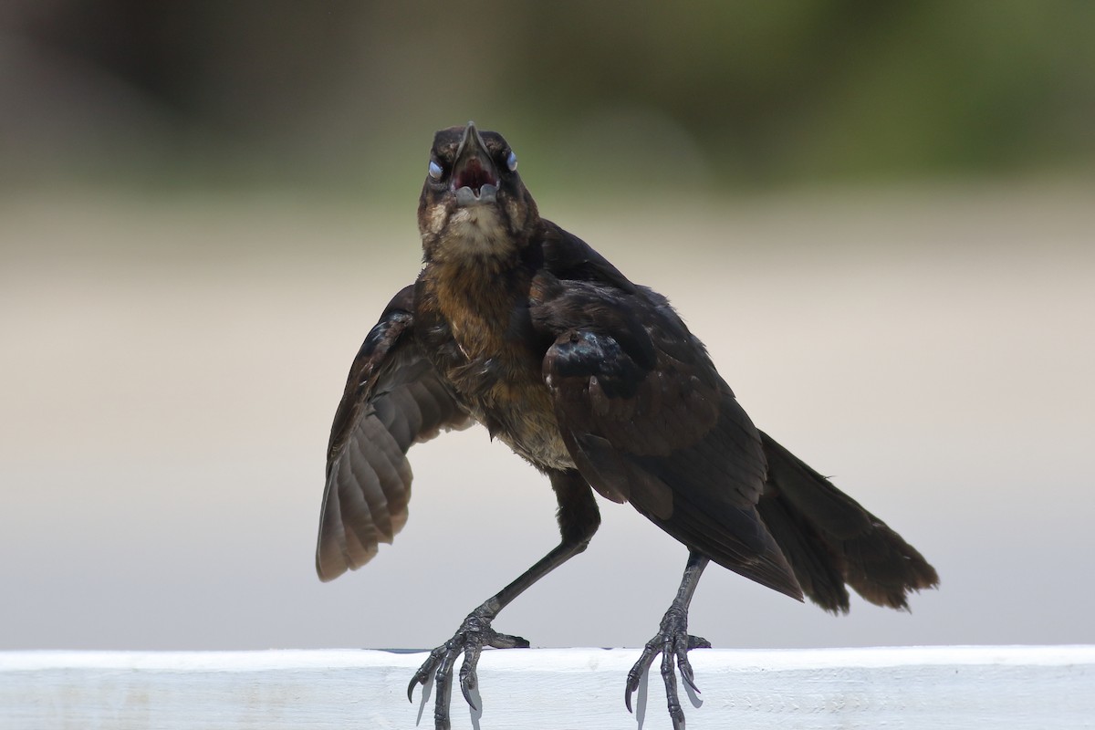 Boat-tailed Grackle - ML620878624