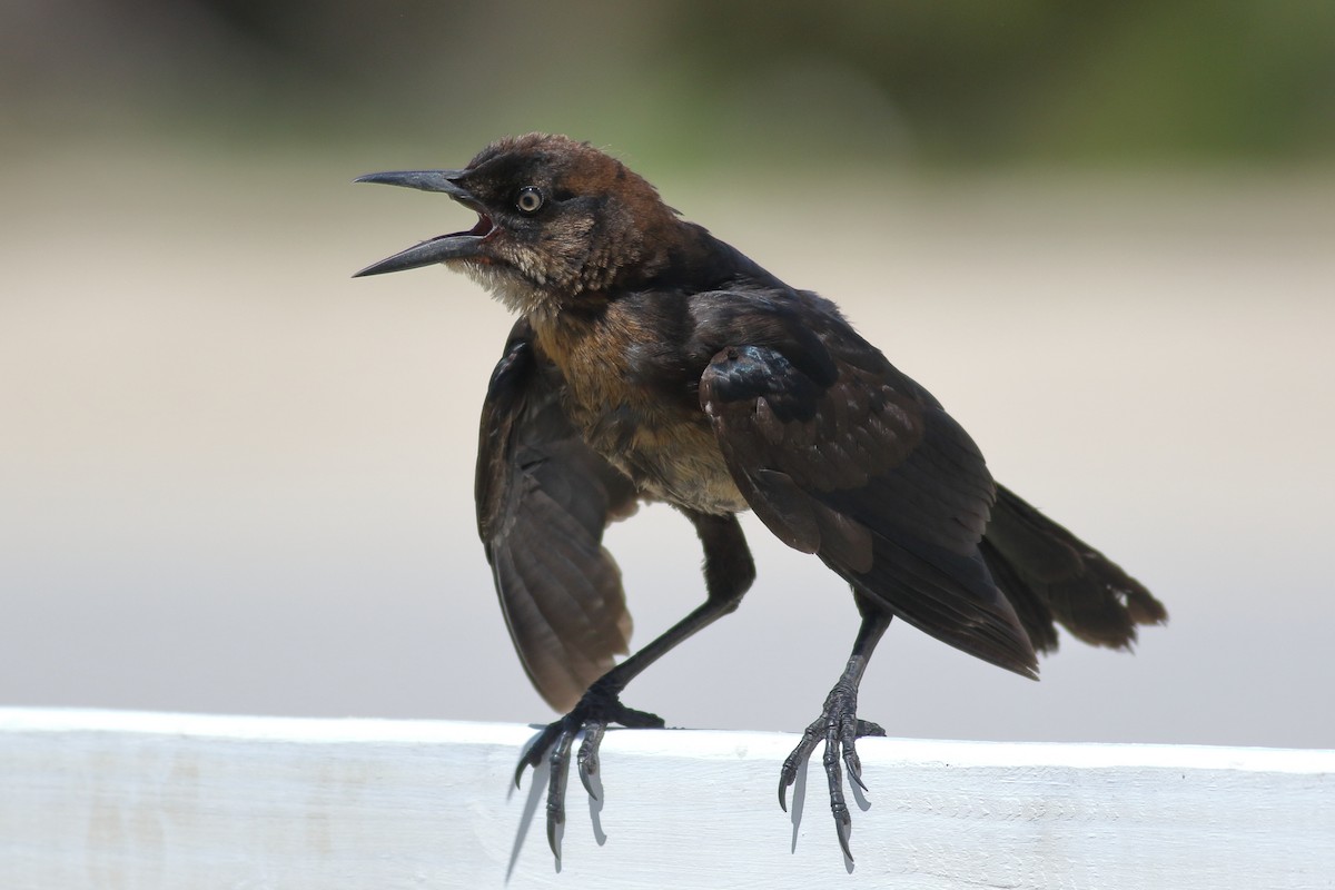 Boat-tailed Grackle - ML620878630