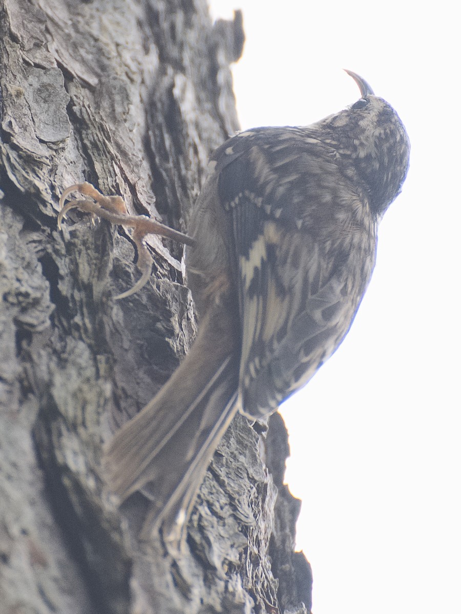 Brown Creeper (occidentalis Group) - ML620878634