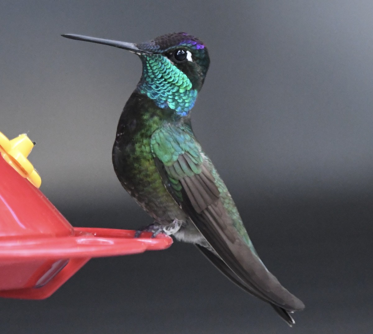 Rivoli's Hummingbird - ML620878641