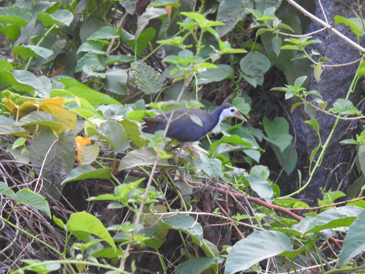 White-breasted Waterhen - ML620878644