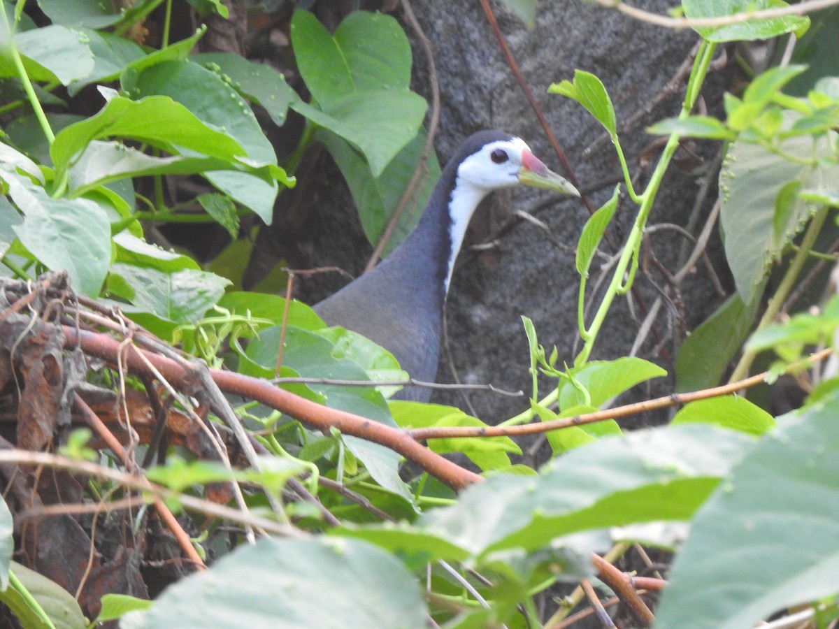 White-breasted Waterhen - ML620878645