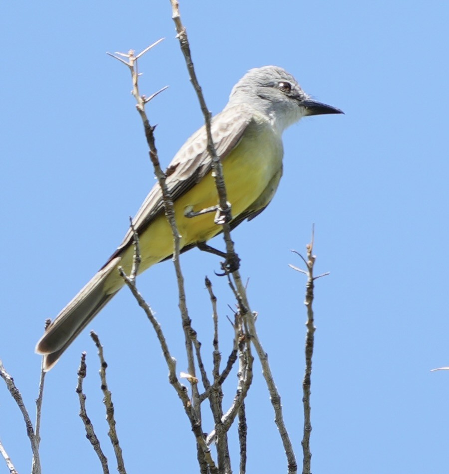 Tropical Kingbird - ML620878648