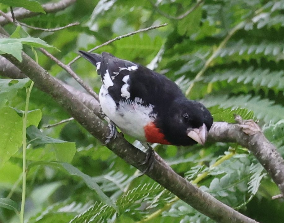 Rose-breasted Grosbeak - ML620878649