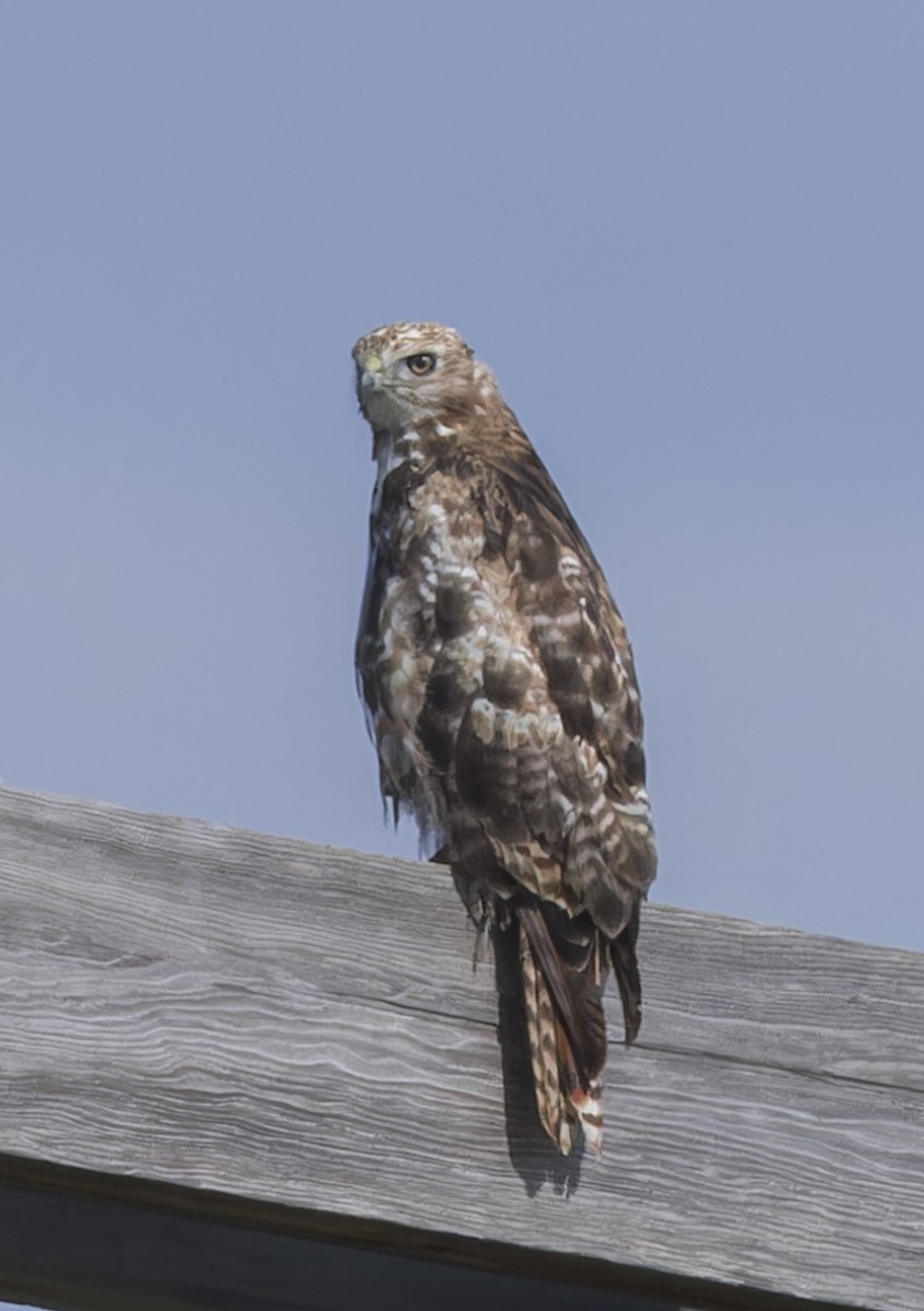 Red-tailed Hawk - ML620878651