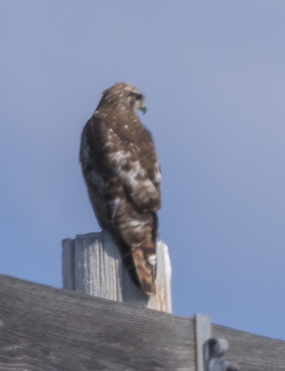 Red-tailed Hawk - ML620878652