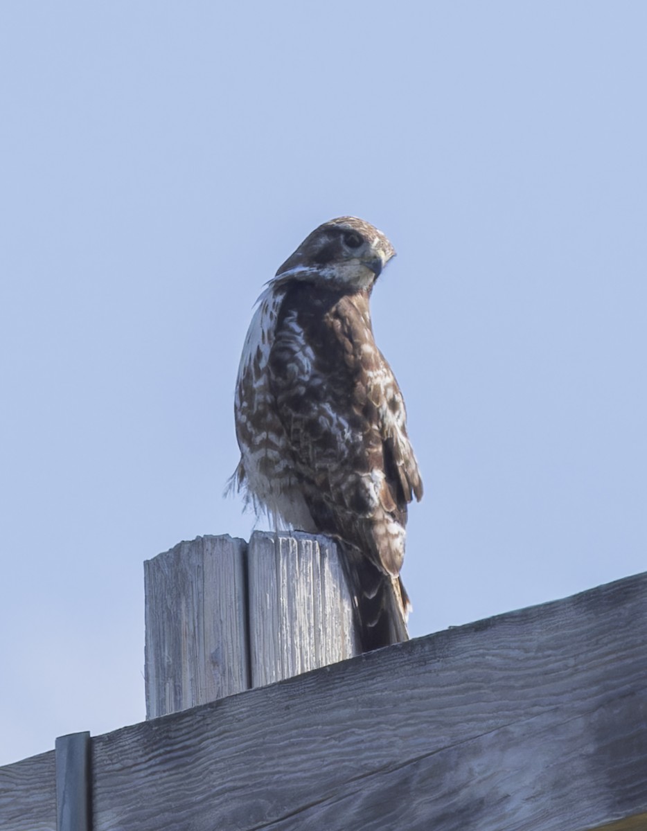 Red-tailed Hawk - ML620878654