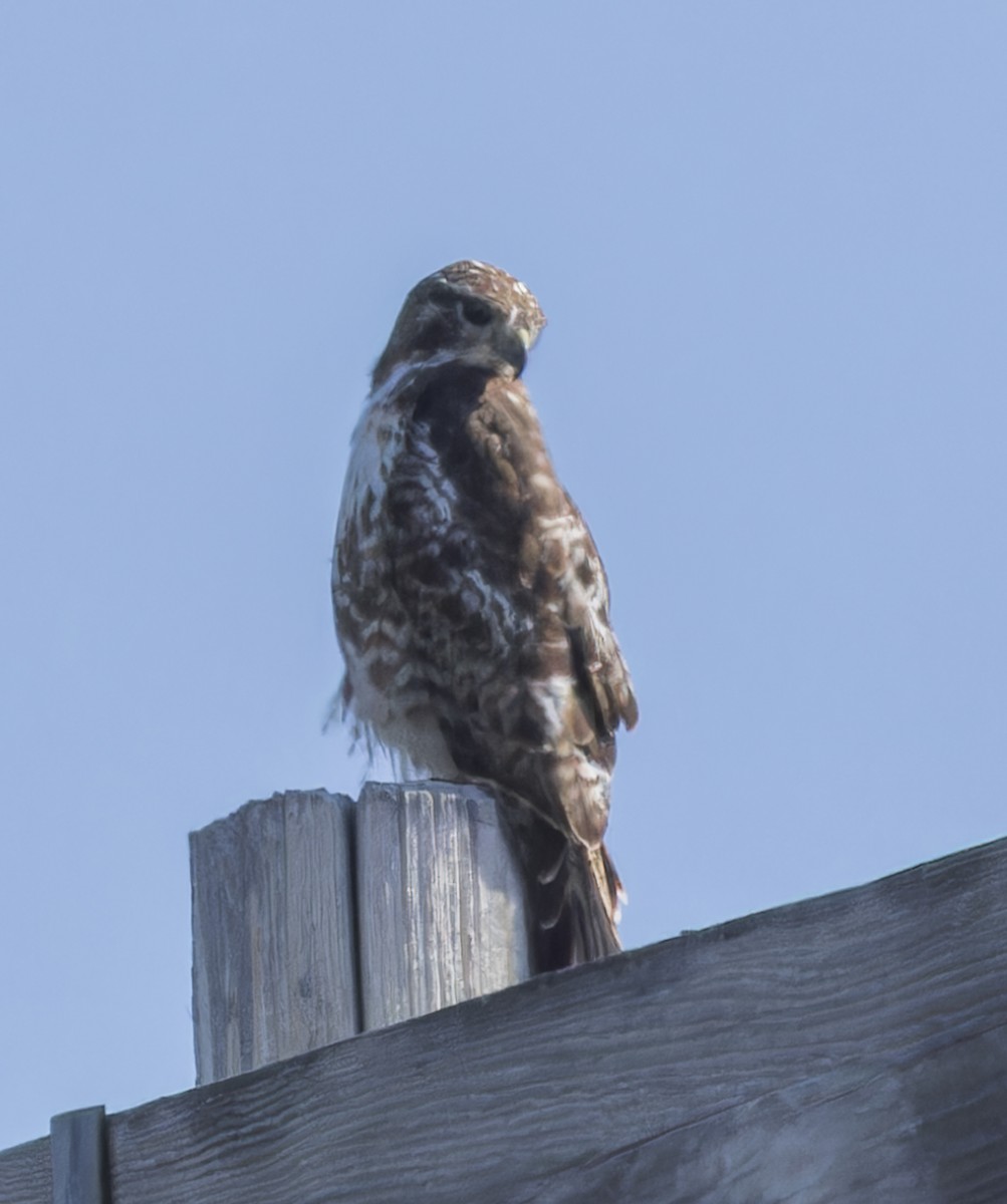 Red-tailed Hawk - ML620878655
