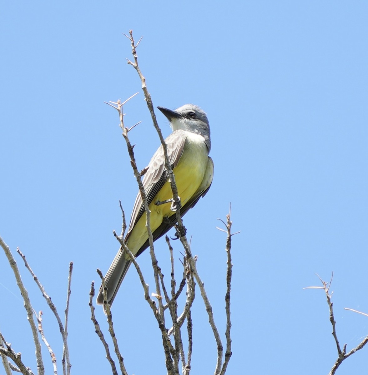 Tropical Kingbird - ML620878656