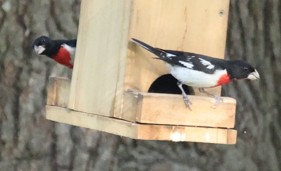 Rose-breasted Grosbeak - ML620878657