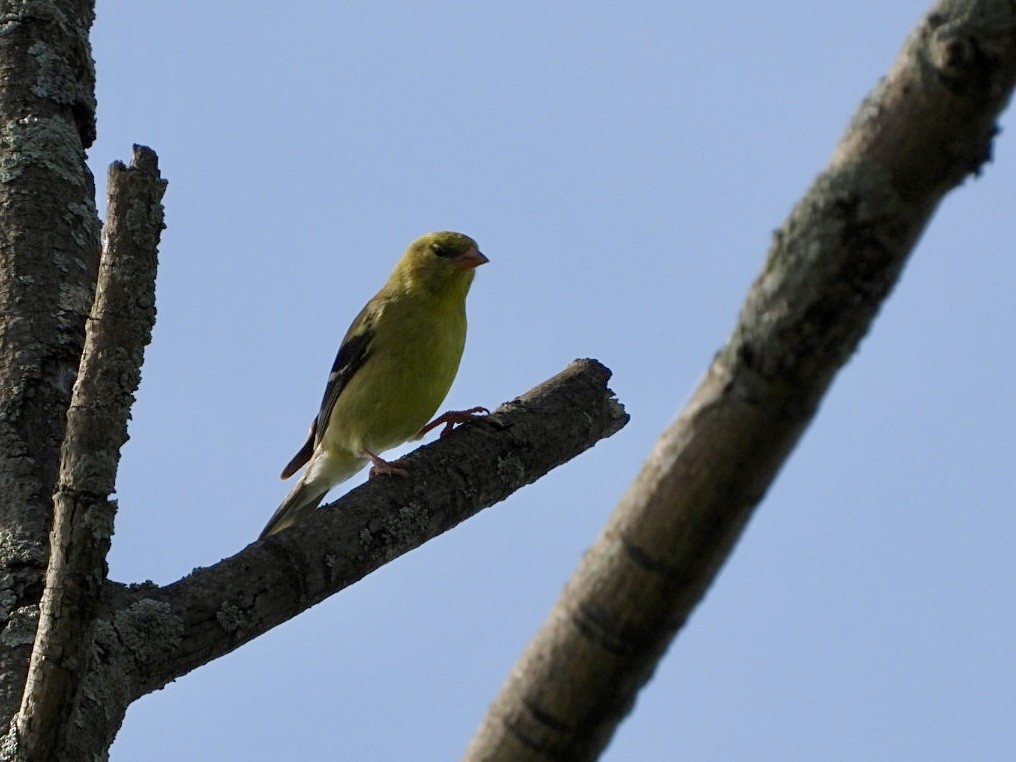 Chardonneret jaune - ML620878658