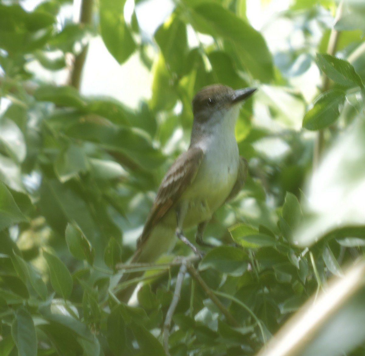 Brown-crested Flycatcher - ML620878659