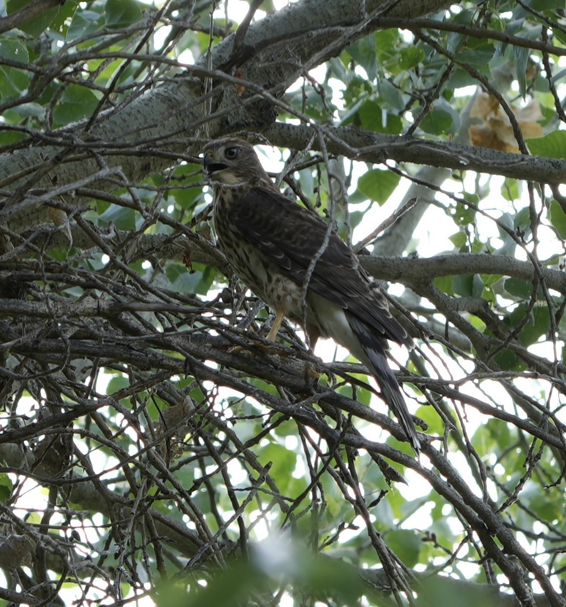 Cooper's Hawk - ML620878660