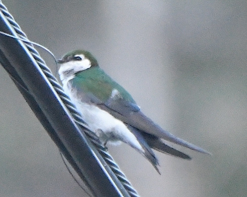 Hirondelle à face blanche - ML620878666