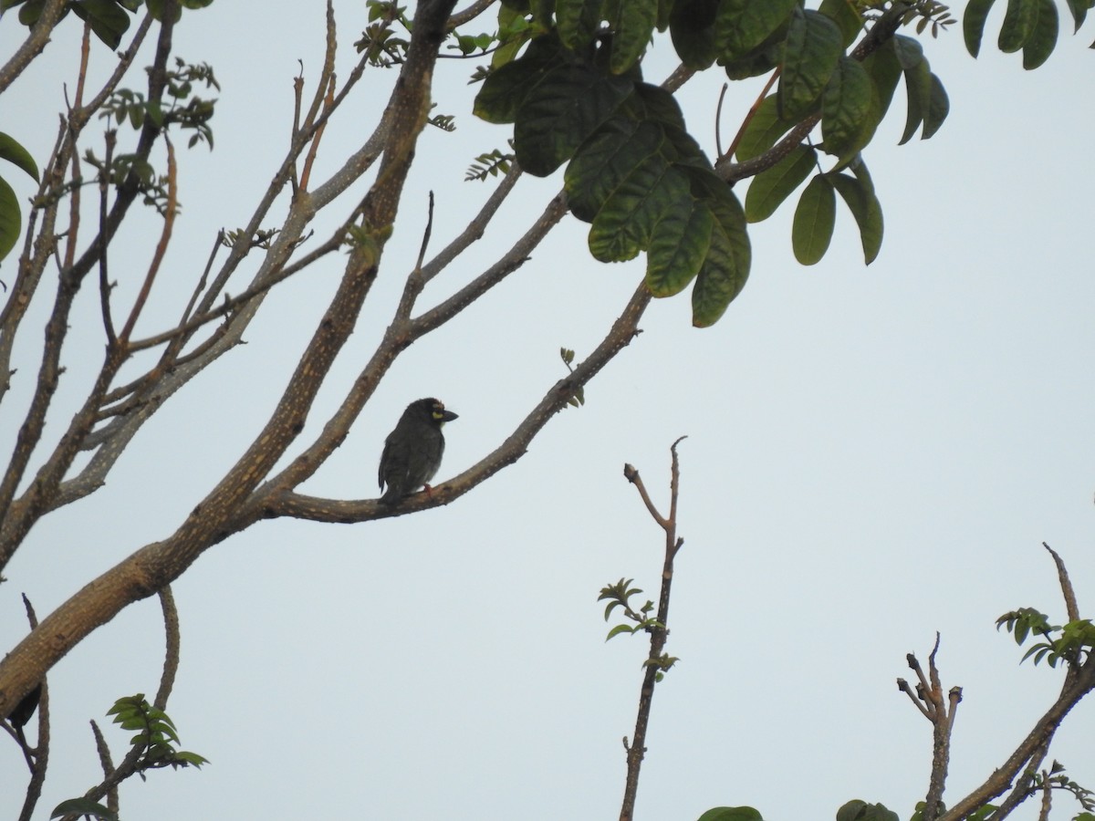 Coppersmith Barbet - ML620878677