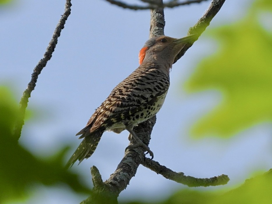 Northern Flicker - ML620878679