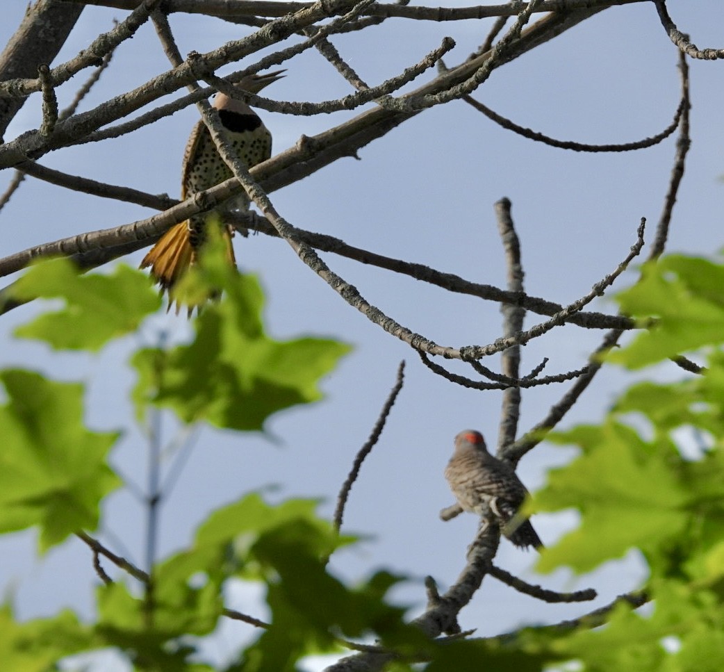 Northern Flicker - ML620878681