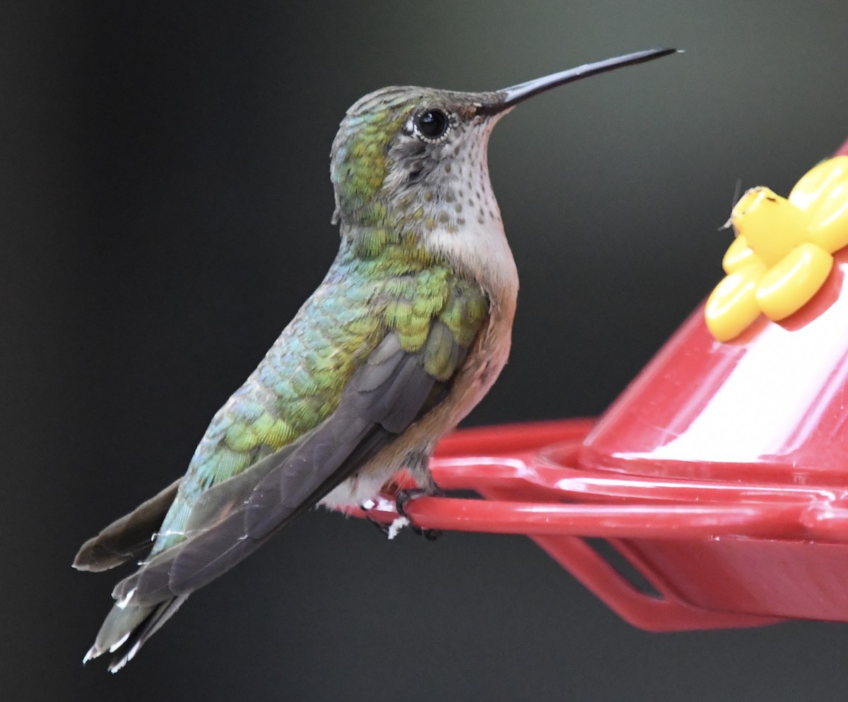 Broad-tailed Hummingbird - ML620878683
