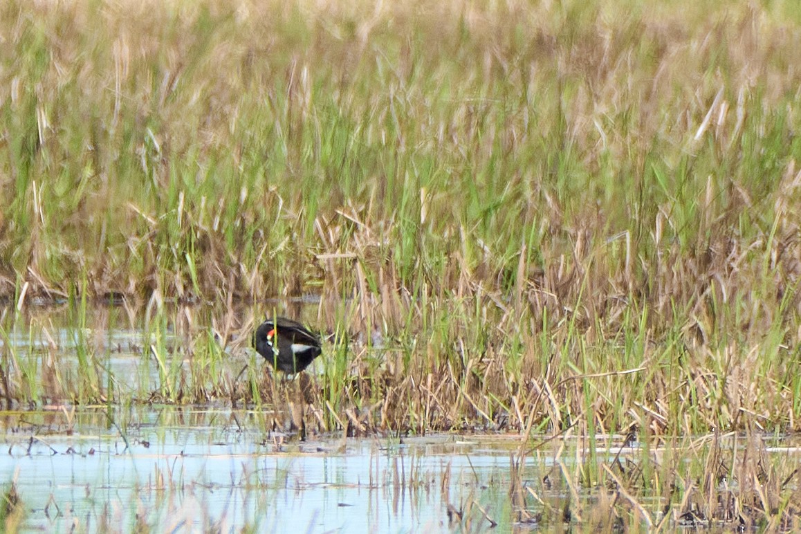 Common Gallinule - ML620878685