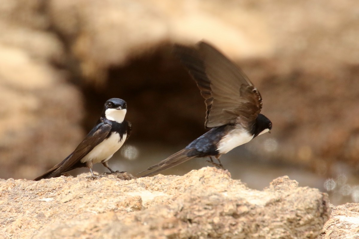 Black-collared Swallow - ML620878686