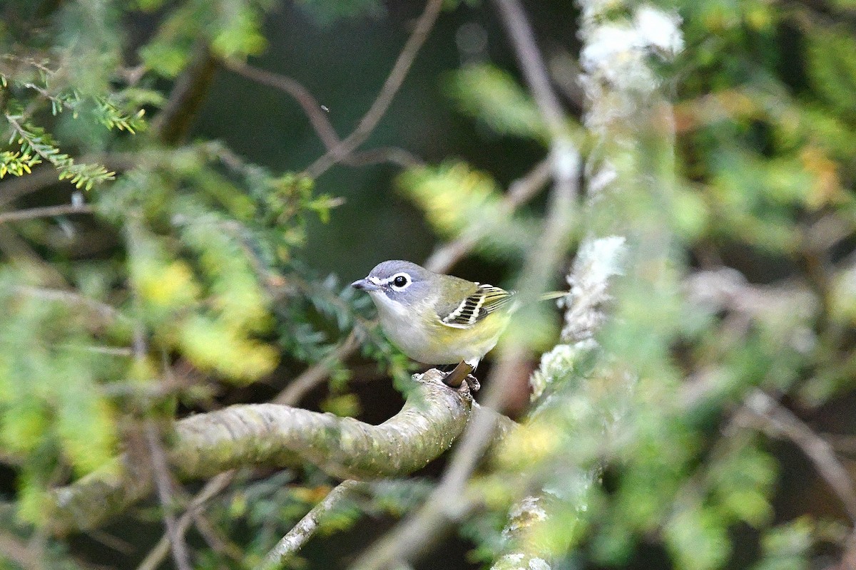 Mavi Başlı Vireo - ML620878690