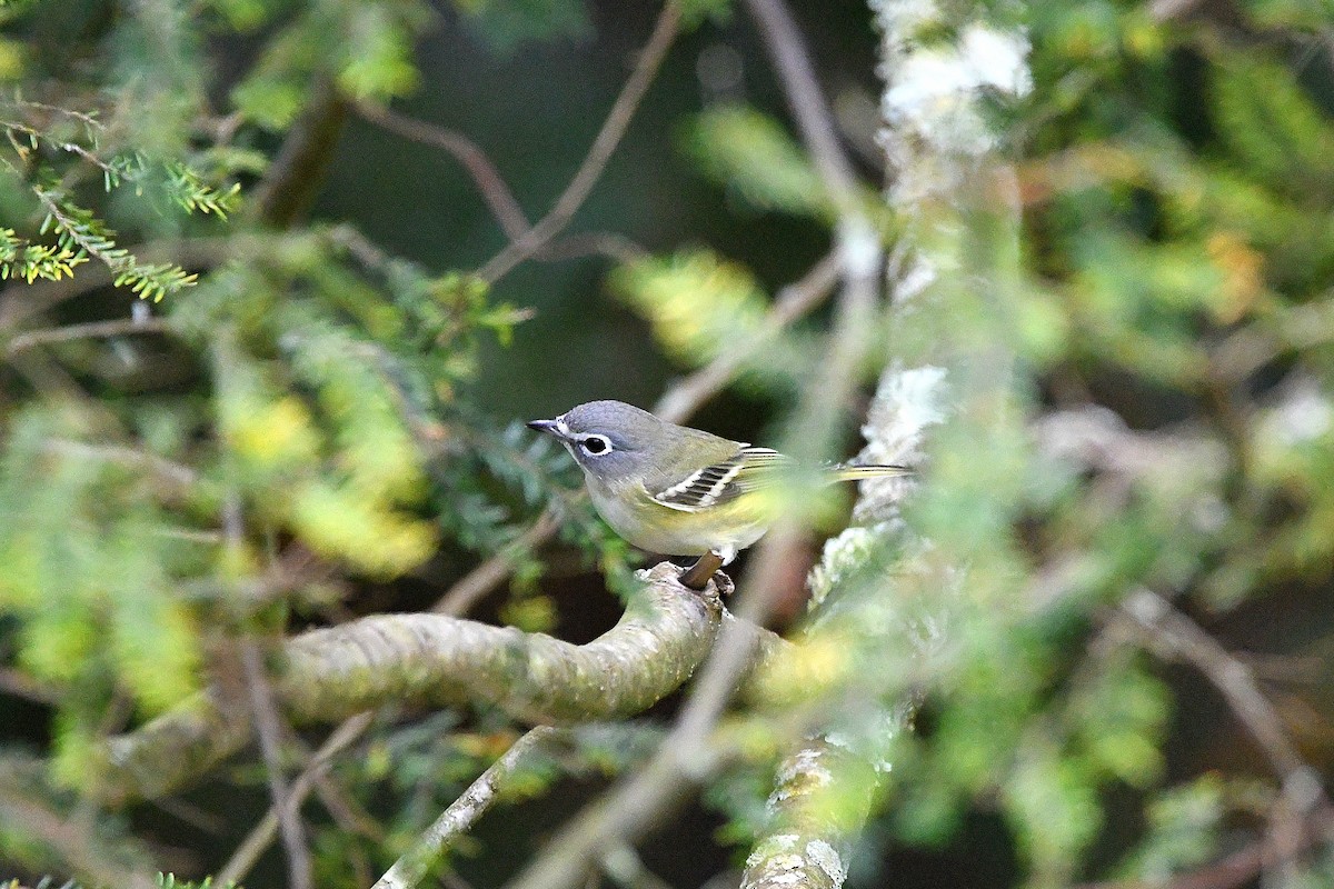 Blue-headed Vireo - ML620878691