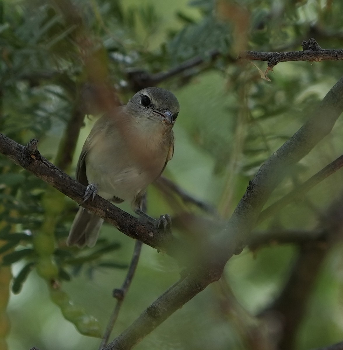 Bell's Vireo - ML620878692