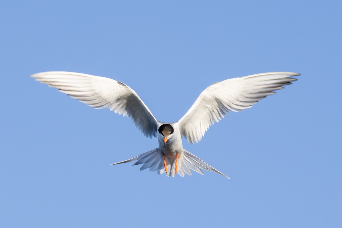 Forster's Tern - ML620878694