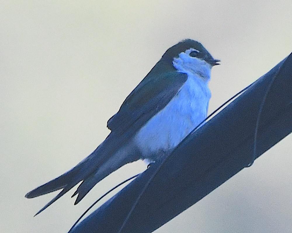 Hirondelle à face blanche - ML620878696