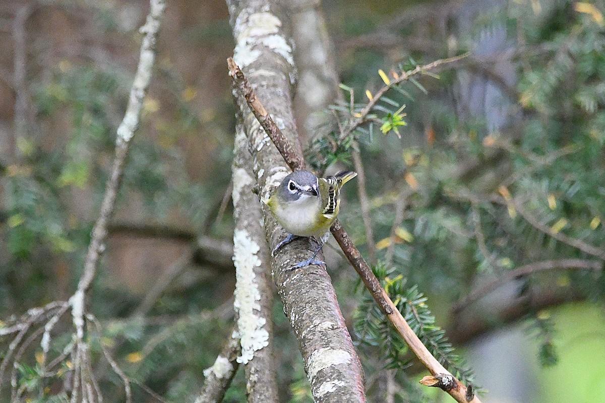 Blue-headed Vireo - ML620878697