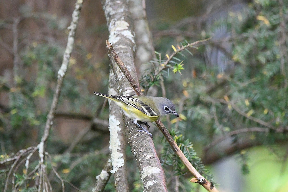 Blue-headed Vireo - ML620878699