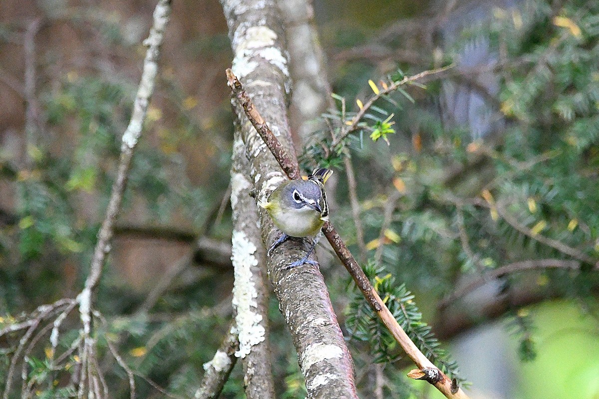 Blue-headed Vireo - ML620878701