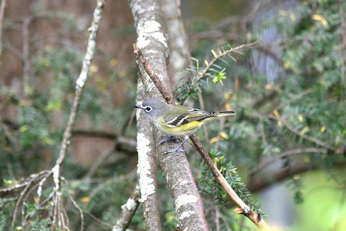 Blue-headed Vireo - ML620878704